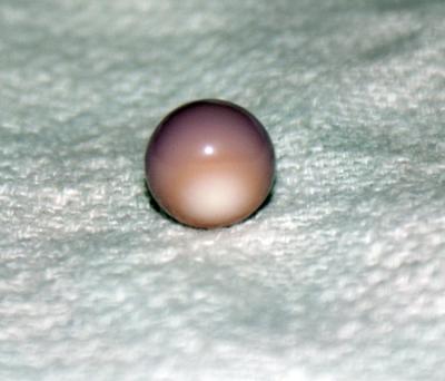 10.3 carat Quahog Pearl