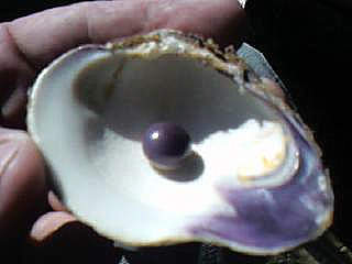 Purple Quahog Pearl