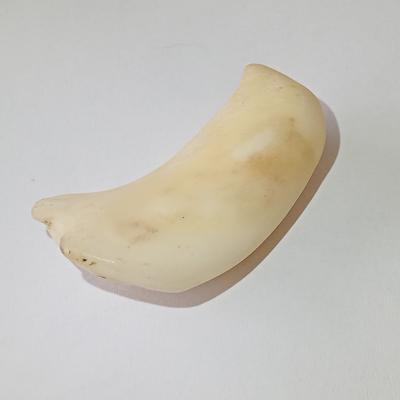 102 Carat Baroque Clam Pearl