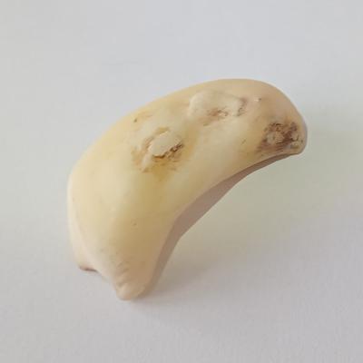 102 Carat Baroque Clam Pearl