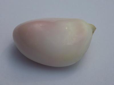 103 carat Conch Pearl - Very Rare - 36mm