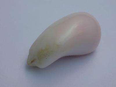 103 carat Conch Pearl - Very Rare - 36mm