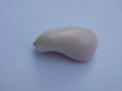 103 carat Conch Pearl - Very Rare - 36mm