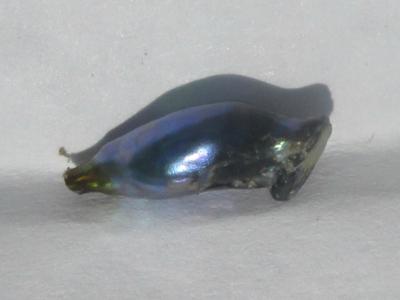 10mm Iridescent Bluish Abalone Pearl for Sale