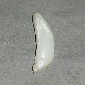 11.5 ct  Elongated Clam Pearl - high chatoyance