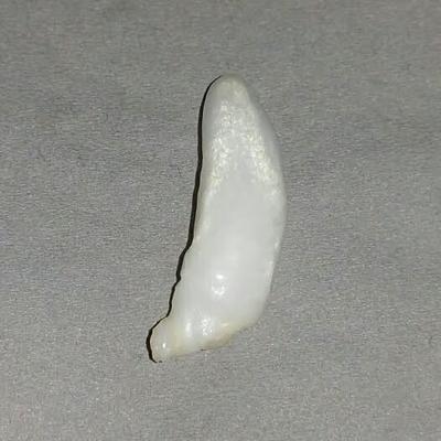 11.5 ct  Elongated Clam Pearl - high chatoyance