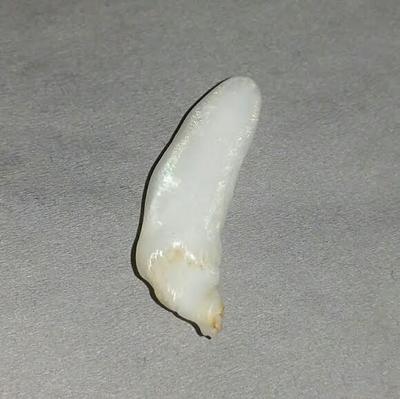 11.5 ct  Elongated Clam Pearl - high chatoyance