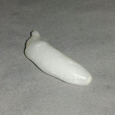 11.5 ct  Elongated Clam Pearl - high chatoyance