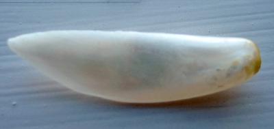 11mm Wing Pearl USA Freshwater