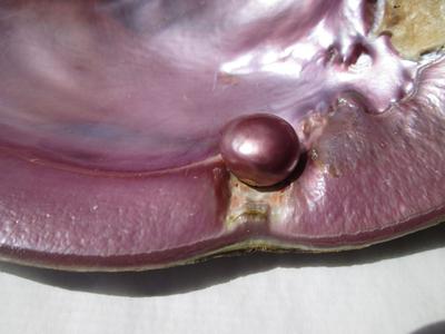 12 carat Purple USA Natural Freshwater Pearl 13mm