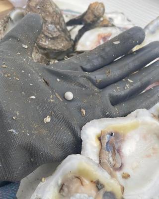 12+ mm white natural saltwater pearl