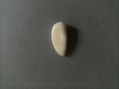 1/2 Moon - 5.5carats Natural Pearl 