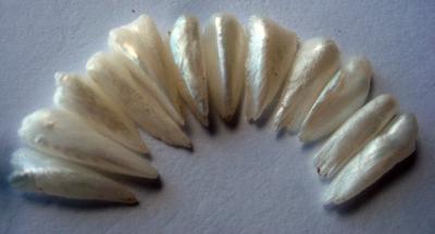 12 Natural USA Freshwater Wing Pearls