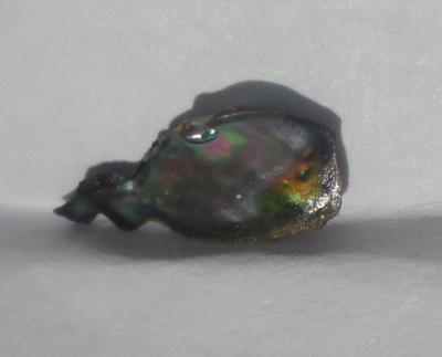12mm Natural Iridescent Abalone Pearl for Sale