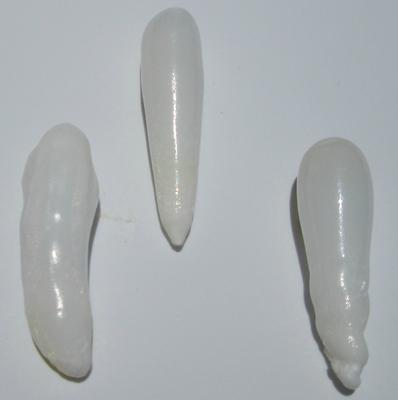 14+ Carats Long Drop Clam Pearl Set of Three for Sale