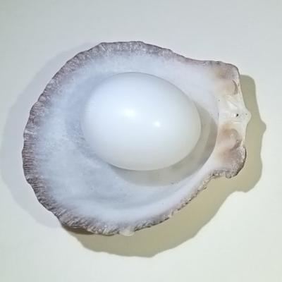 14+ ct White with Flame Clam Pearl Egg for Sale