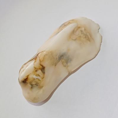 145 Carat Baroque Clam Pearl