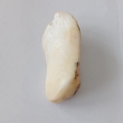 145 Carat Baroque Clam Pearl