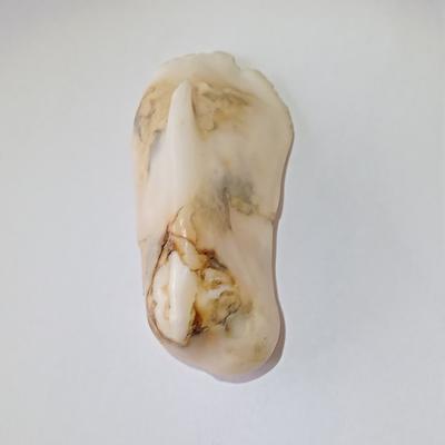 145 Carat Baroque Clam Pearl