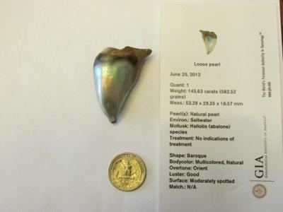 145.63 carat natural Abalone Pearl