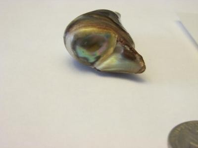 145.63 carat natural Abalone Pearl