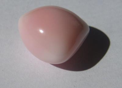 14mm Conch Pearl