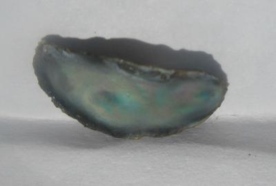 14mm Natural Iridescent Abalone Pearl for Sale