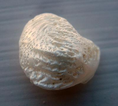 14mm Natural USA Freshwater Pearl