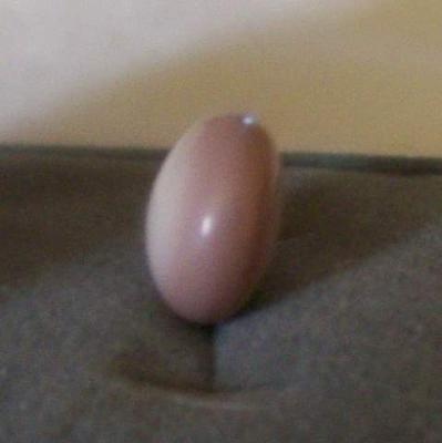 10.65 carats 14mm Quahog Pearl - Side