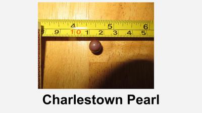 Charlestown quahog pearl