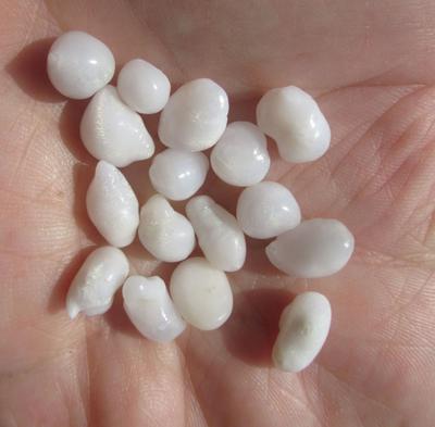 16 Clam Pearls 49 carats Total Baroque Shape for Sale