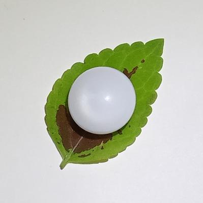 16+ ct Magnificent Clam Pearl Button 