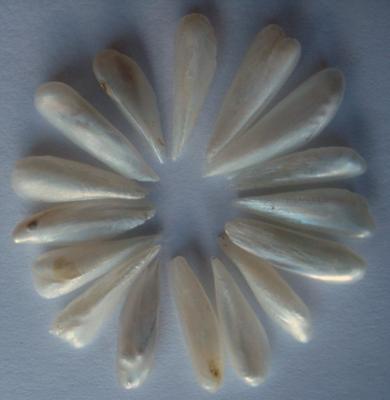 16 Spike Natural USA Pearls