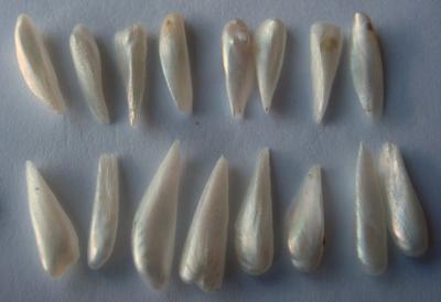 16 Spike Natural USA Pearls