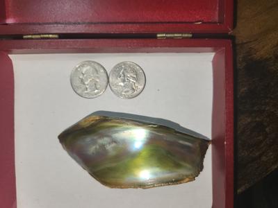175 Carat Abalone Pearl Iridescent Blues and Greens