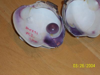 17mm Quahog Pearl in Original Shell