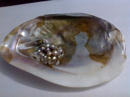 colored pearls in shell