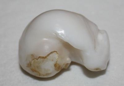 195ct Clam Pearl