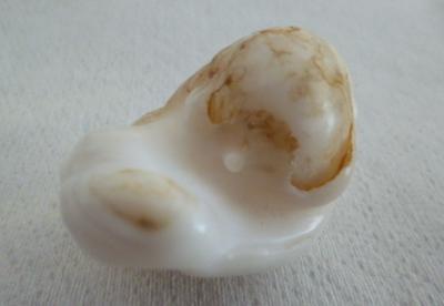 195ct Clam Pearl