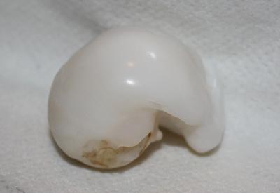 195ct Clam Pearl