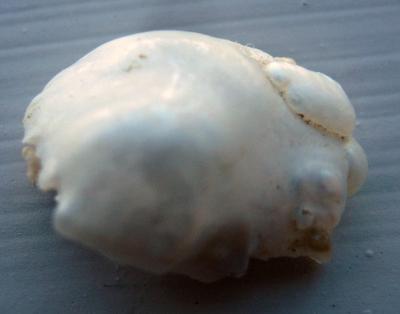 19mm Natural USA  Pearl