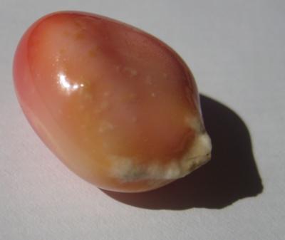 20.92 carats 19mm Pink Conch Pearl