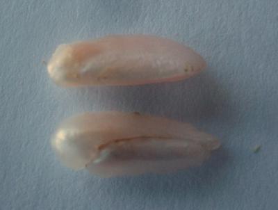 13mm Natural Freshwater Spike Pearls
