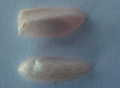 13mm Natural Freshwater Spike Pearls