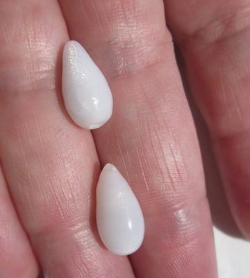 2 Amazing Drop Clam Pearls with Flame 10 carats total 14mm