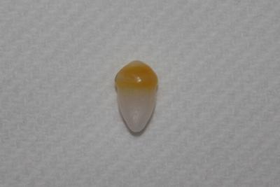 2.2 carat Clam Pearl