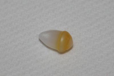 2.2 carat Clam Pearl