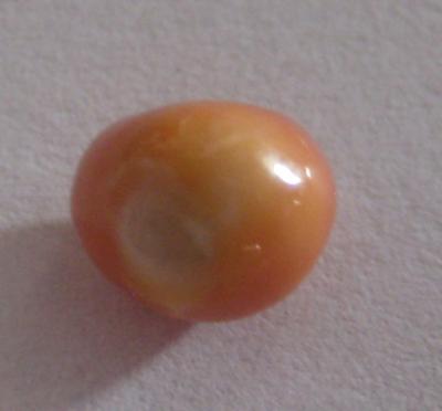 2.1 carats Orange/Pink Baroque Conch Pearl
