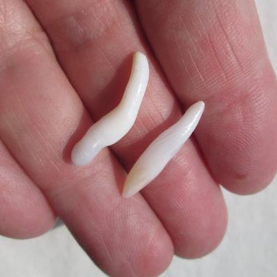 2 Clam Pearls Baroque Elongated 20mm