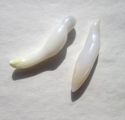 2 Clam Pearls Baroque Elongated 20mm